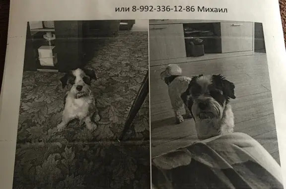 Пропала собака на ул. Кривоусова, Верхняя Пышма