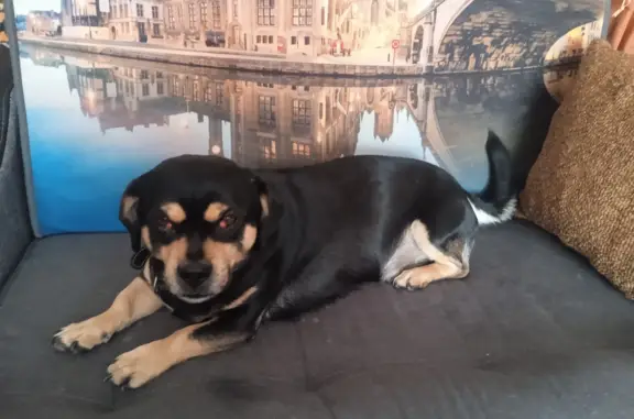 Пропал пес Чарли в Иркутской области, помогите найти!