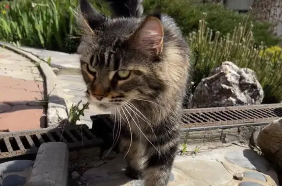 Пропала кошка в Нижегородской области