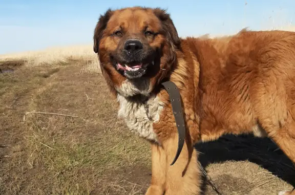 Пропал рыжий пес-охранник на Тепличном проезде, Северодвинск