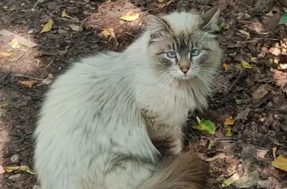 Найдена кошка на Байкальской, Москва