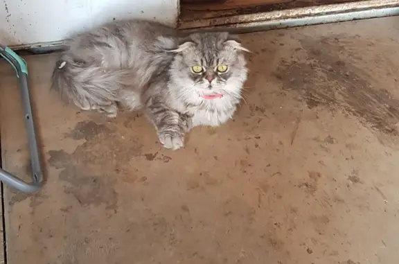 Пропала кошка Симба с адресом в Дахадаевке, Дагестан.