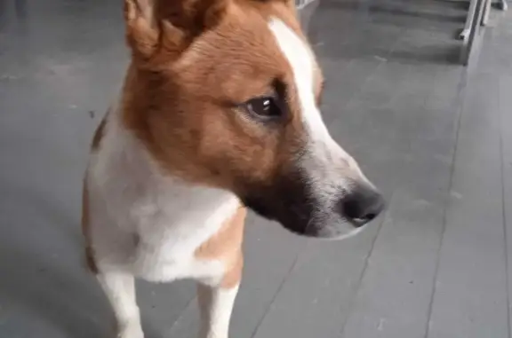 Собака Кобель найдена в Ольшанке, Белгородская область.