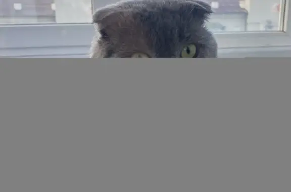 Найдена кошка Вислоухий шотландец серого окраса