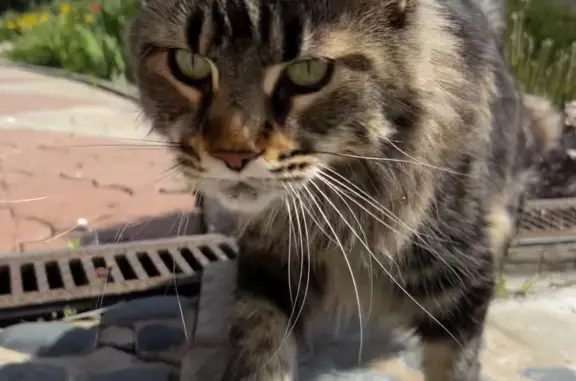 Пропала кошка в селе Доскино, Нижегородская область
