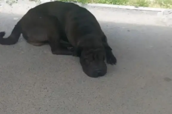 Найдена чёрная собака на Большой Садовой, Ростов-на-Дону