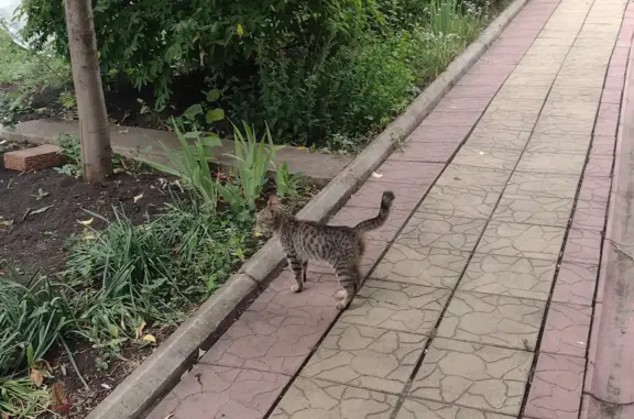Котенок-Потеряшка ждет хозяина на ул. Революционной, Михайловка