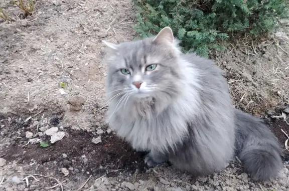 Пропала кошка Серенькая в Пермском крае