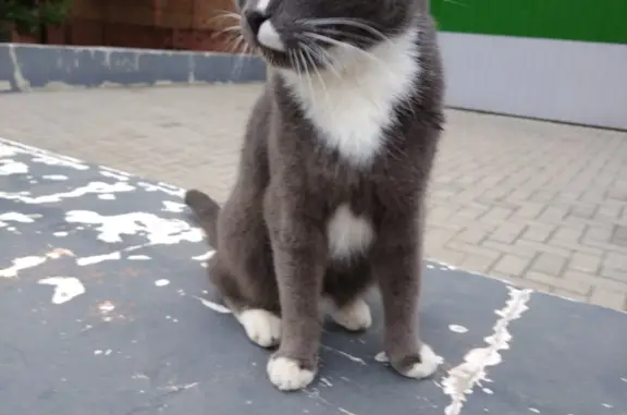 Потерянный котик на ул. Буденного 9 в Серпухове