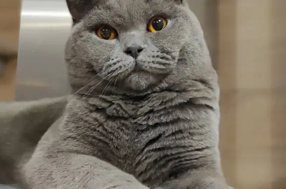 Пропала кошка в Монзино, голубой Британский кот