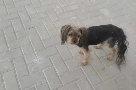 Собака найдена на улице Куникова, 55 в Новороссийске