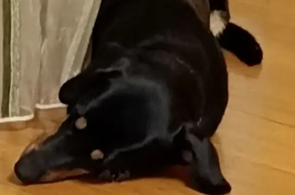 Найдена собака, Казань, фото: Собака найдена на Октябрьской, 28 в Казани