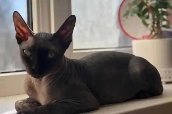 Потерянные животные Смоленск, фото: Пропал кот на ул. Петра Алексеева, Смоленск