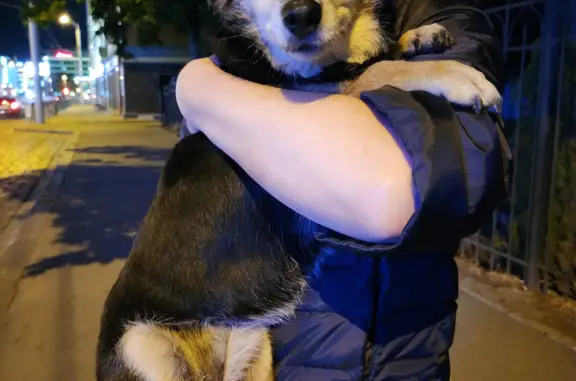 Найдена собака, Калининград, фото: Собака на Черняховского в Калининграде без ошейника