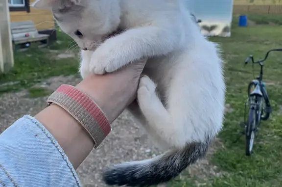 Найдена кошка-котенок в Пермском крае