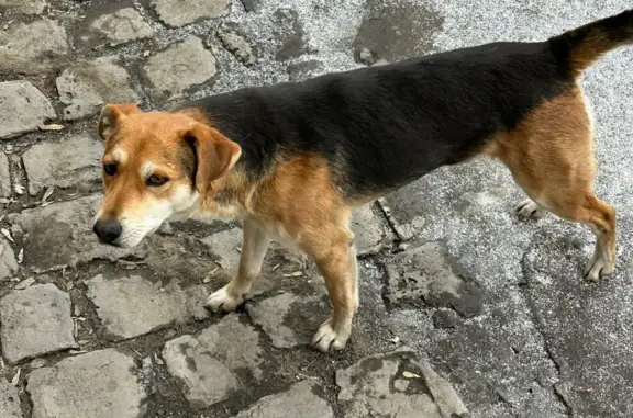 Пропал пёс на ул. Фестивальной в Нижнем Тагиле