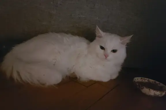 Белая кошка на Загорского, 10, Москва
