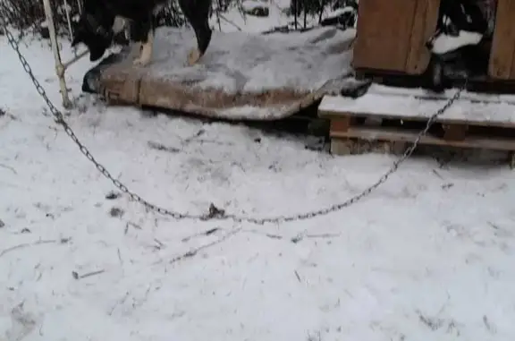 Пропала собака акита в Угоре, Владимирская область
