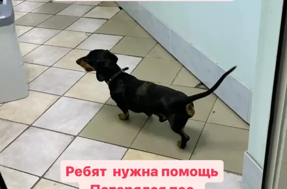 Найдена собака в Серпухове, ищем хозяина.