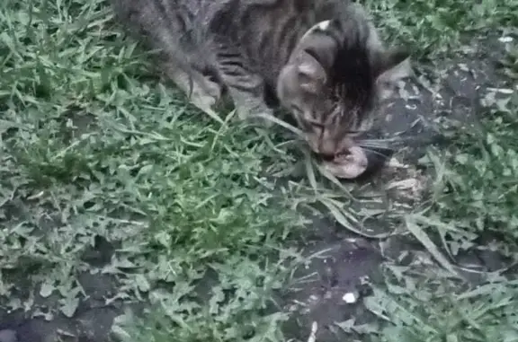 Пропала кошка Том, 62-й проезд, 12, Кемерово