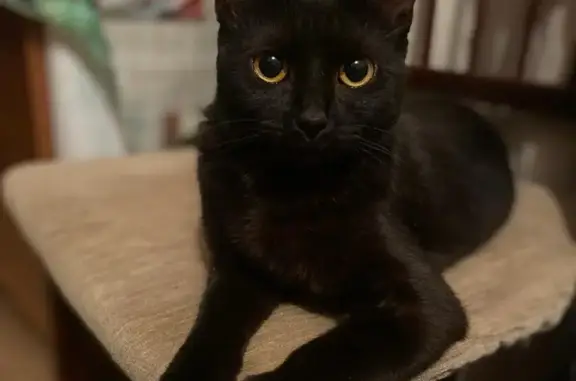 Пропала черная кошка на ул. Ворошилова, 1 в Шахтах