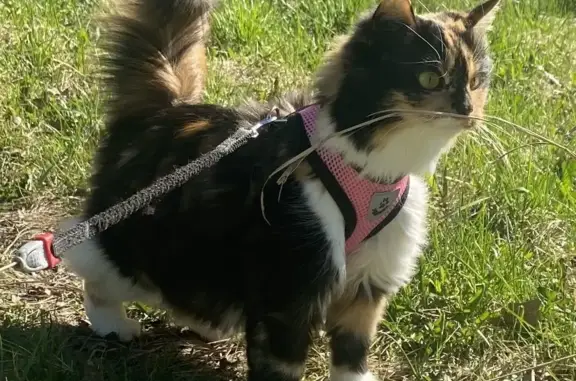 Кошки потеряшки, Санкт-Петербург, фото: Потеряшка кошка на Школьном переулке, 7А