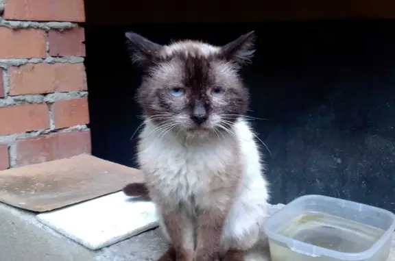 Найдена кошка на ул. Корепина, 36А в Екатеринбурге
