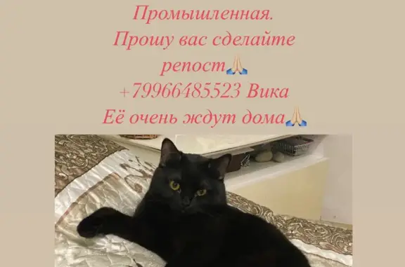 Пропала кошка на бульваре Евскина, 5 к2 в Анапе