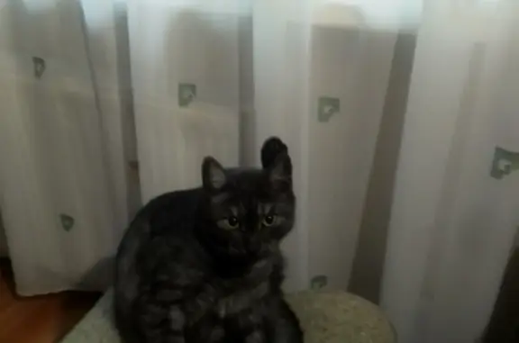 Потерянные животные Санкт-Петербург, фото: Пропала кошка на Гражданском проспекте, 106 к3, СПб