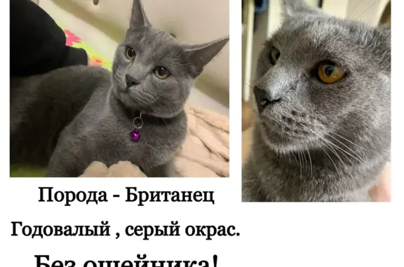 Пропала кошка на улице Жданова, 31, Киров