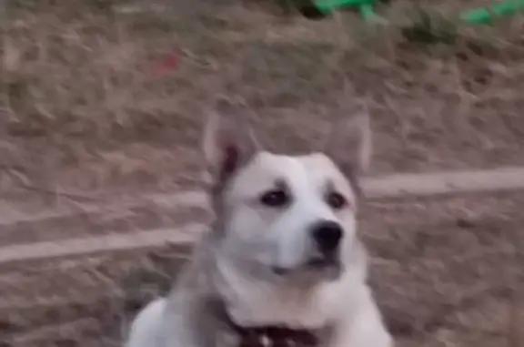 Пропала собака 46К-2004 в Московской области