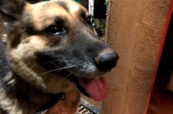 Пропала собака Гета возле Старого Чультема, Удмуртия