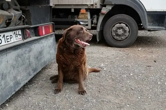 Собака Лабрадор ищет дом на улице Азина 48