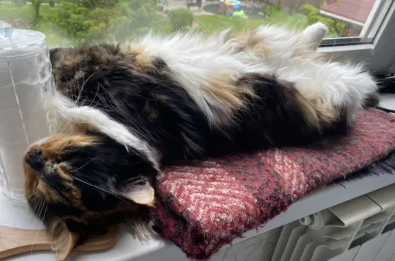 Кошки потеряшки, Санкт-Петербург, фото: Потеряшка кошка на Школьном переулке, 7А