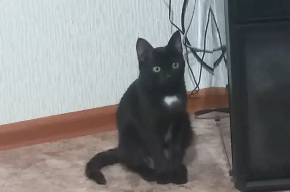 Пропала черная кошка на ул. 30 лет Победы, 30, Нижнекамск