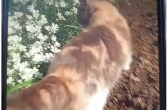 Пропала кошка на улице Авиагородок, 1, Приморско-Ахтарск.