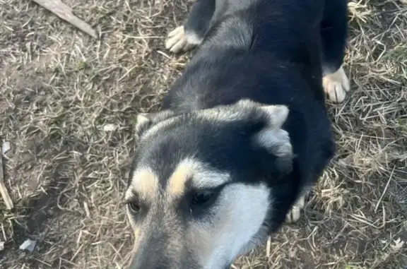 Пропала собака на ул. Катукова, окрас чёрная с серым, 1 год.
