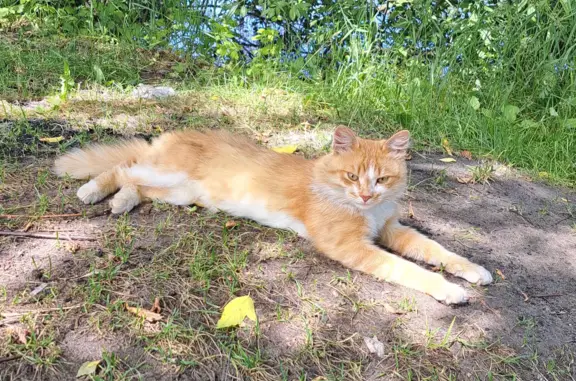 Найден кот в Сормовском парке, ищем хозяина