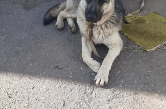 Найдена собака в Дичковском проезде, порода овчарка.