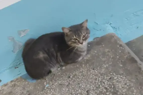 Пропала кошка на улице Чичерина, 30 в Челябинске