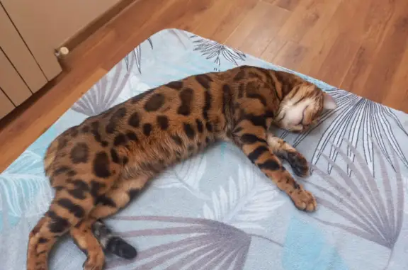 Объявления о пропавших и найденных животных, Российский, фото: Пропал кот на Волховской, вознаграждение!