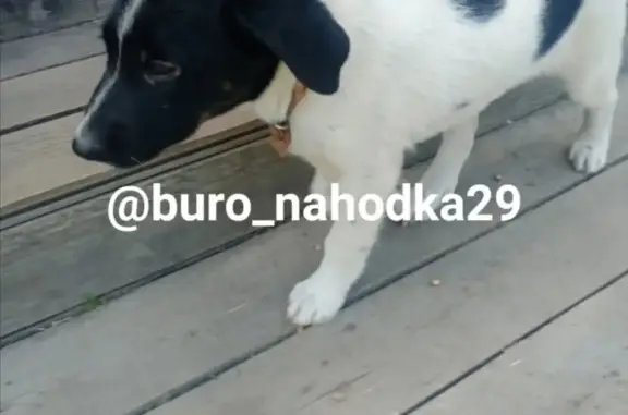 Собака найдена на ул. Зеньковича, 31 в Архангельске.
