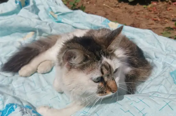 Найдена 3хцветная кошка с сломанной лапой возле Озона и Wildberries