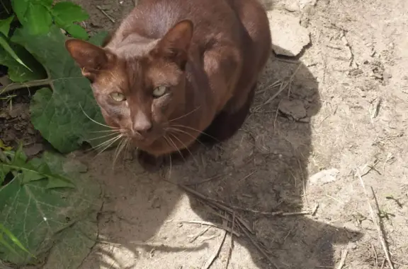 Пропал кот на ул. Шлютова-Чапаева, ориентальной породы, коричневого цвета