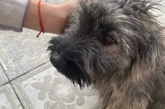 Собака найдена в Саткинском поселении.