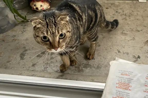 Найдена кошка на улице Бориса Богаткова, 249 в Новосибирске