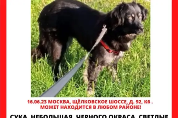 Пропала собака в Москве, помогите найти на Щёлковском шоссе