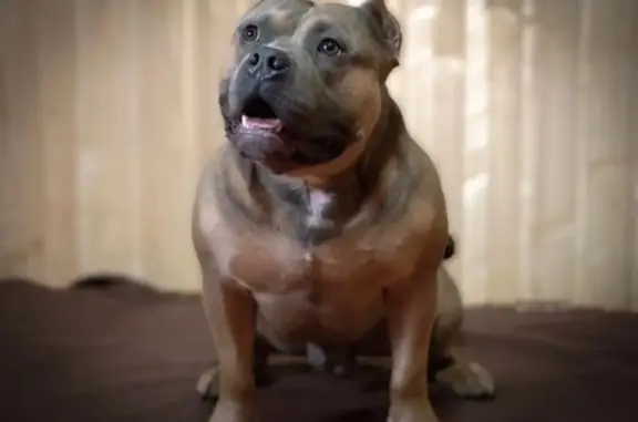 Собаки потеряшки, Санкт-Петербург, фото: Потеряшка собака на ул. Германа, Санкт-Петербург