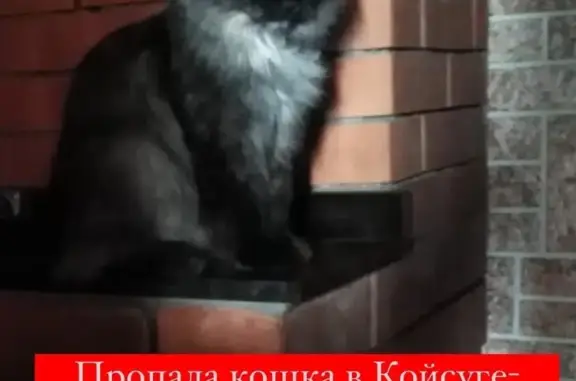Пропала красивая кошка на Литовской, 92А