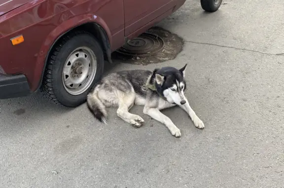 Найдена собака хаски на пр. Ленина, 20 в Челябинске.